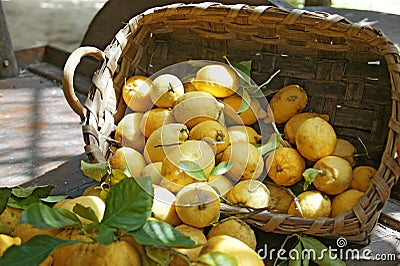 Italien lemon Stock Photo
