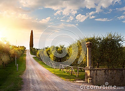 Italy countryside landscape with country road and old olive orchard ; sunset over Tuscany village Stock Photo