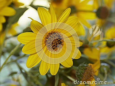 Italy, countryside, topinambur flowers Stock Photo