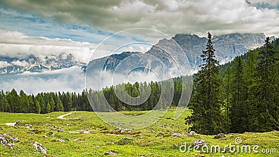 Italy, Dolomites - a wonderful landscape, meadow among pine Stock Photo