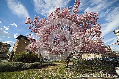 Italy, Florence, Magnolia tree. Editorial Stock Photo