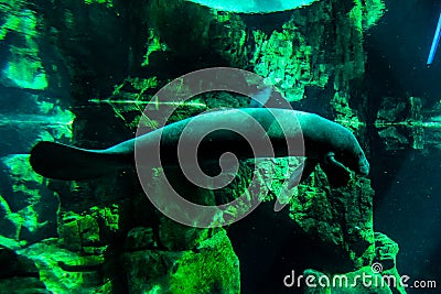 A mighty North American manatee swims in its tank Editorial Stock Photo