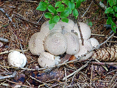 Italy, Lombardy, Foppolo, Orobie Alps, Mountain forest mushrooms Stock Photo