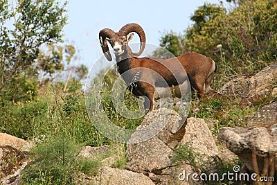 Italy Sardegna, mouflon of the Gallura Stock Photo