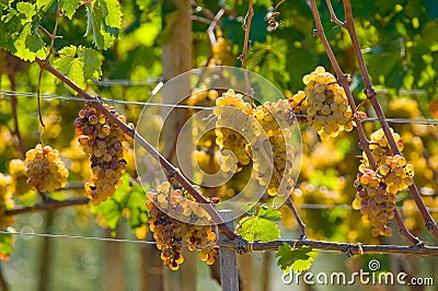 Italy, Tuscany, Bolgheri valley, vineyard, wine grape Stock Photo