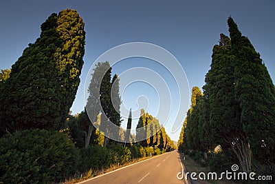 Italy, Tuscany, Castagneto Carducci, Bolgheri, Road and cypresses Stock Photo