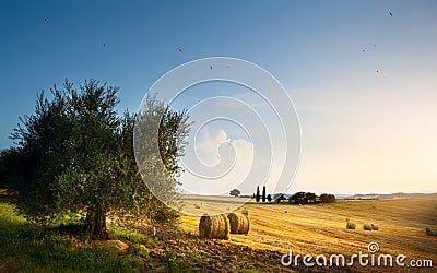 Italy. Tuscany farmland and olives tree; summer countryside Land Stock Photo