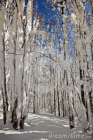 Italy, Tuscany, National Park of the Casentino Forests, Mount Fa Stock Photo