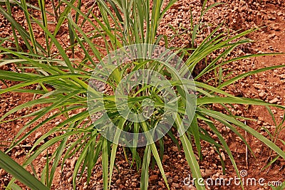 Itchgrass, invasive annual grass to agricultural areas Stock Photo