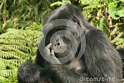 Itchy face Stock Photo