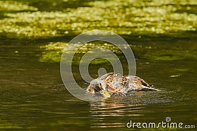 Itchy Male Mallard in Eclipse Plumage Stock Photo