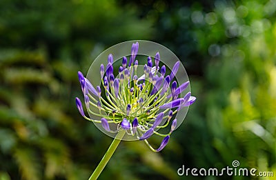 Ithuriel`s spear, triteleia laxa field in bloom closeup view blur background Stock Photo