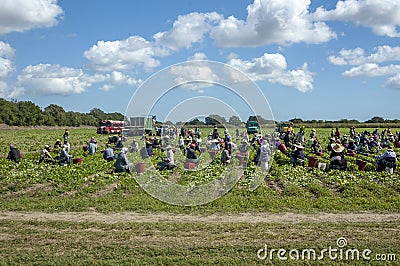 Itinerant workers harvesting crops Editorial Stock Photo