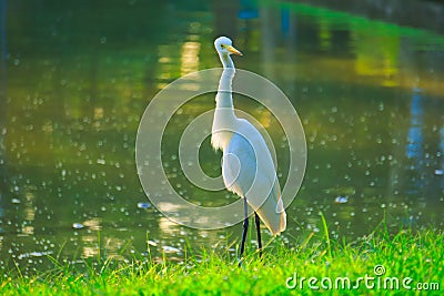 With its head twisted 180 degrees, a tall, orange beaked, white egret stands on the edge of a pond and green lawn. Stock Photo