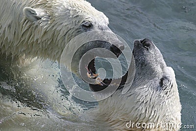 Its mating time again Stock Photo