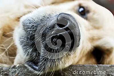 Its my dog, its a golden retriever Stock Photo