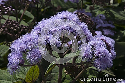 Flower cluster of a Mexican blue mist plant Stock Photo