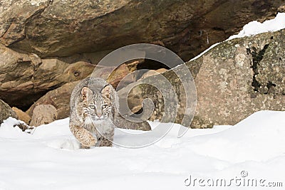 Its time for this bobcat to pounce on prey Stock Photo