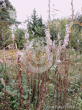 Ivan tea seeds turned and flew away, cloudy day 1 Stock Photo