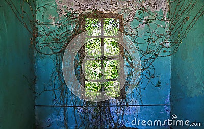 Ivied Window of Abondoned Mansion Stock Photo