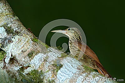 Ivory-billed woodcreeper, Xiphorhynchus flavigaster, exotic tropic brawn bird form Costa Rica. Tanager from tropic forest. Close-u Stock Photo