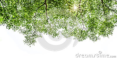 Ivory coast almond branch with sunray Stock Photo