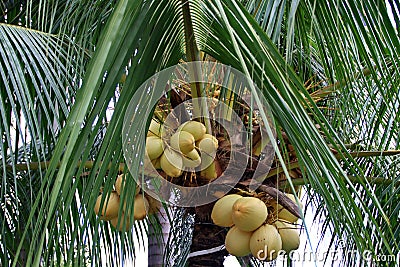 Kind of ivory coconut on a tree Stock Photo