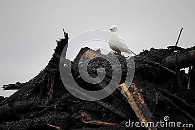 Ivory Gull on top of industrial waste Stock Photo