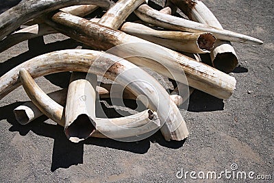 Ivory Tusks Stock Photo