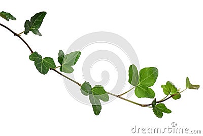 Ivy Stock Photo