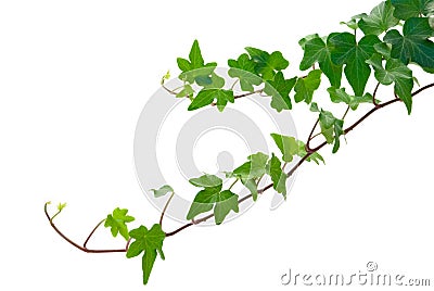 Ivy Stock Photo