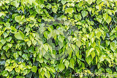 Ivy Background Stock Photo