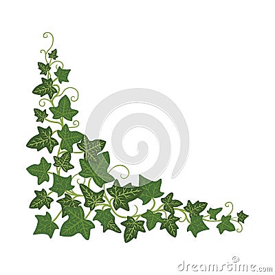 Ivy branch icon, green fresh ornamental design Vector Illustration
