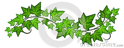 Ivy branch. Natural green leaves. Plant vine Vector Illustration