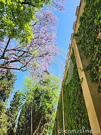 Ivy climbing up a Palace wall with Lucious Trees in a Spanish Palace Garden Stock Photo
