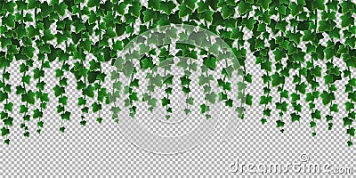 Ivy climbing vines frame, green leaves of creeper Vector Illustration