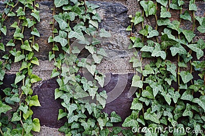 Ivy covered brick wall Stock Photo