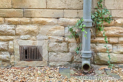 Ivy covered iron drainpipe Stock Photo