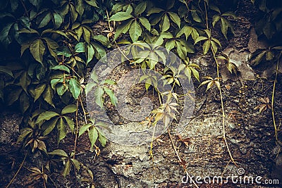 ivy covered stone wall, texture Stock Photo