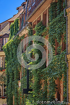 Ivy covered wall of a traditional half timbered house in Strasbo Editorial Stock Photo