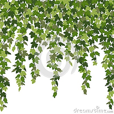 Ivy curtain, green creeper vines isolated on white background. Vector illustration in flat cartoon style Vector Illustration