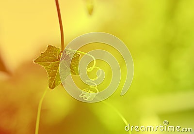 Ivy Gourd Stock Photo