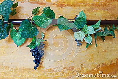 Ivy and grapes vine on wall Stock Photo