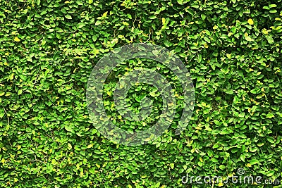 Ivy green leaves covered the wall. background of natural tree fence. Stock Photo