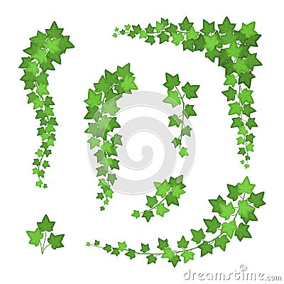 Ivy Green Leaves Different Types Set. Vector Vector Illustration