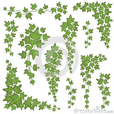 Ivy green leaves on hanging branches. Wall climbing decoration plant vector set isolated on white background Vector Illustration