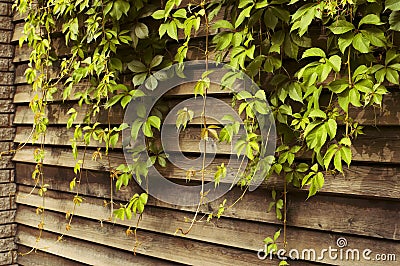 Ivy green lianas over fence Stock Photo