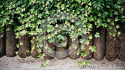 Ivy green lianas over the wooden fence Stock Photo