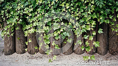 Ivy green lianas over the wooden fence Stock Photo