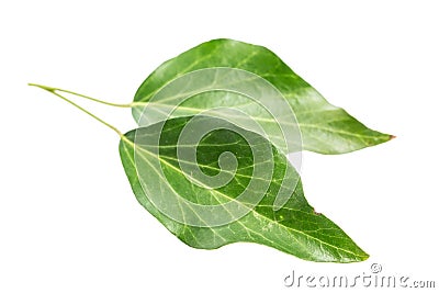 Ivy Hedera helix Two old leaves isolated on white background Stock Photo